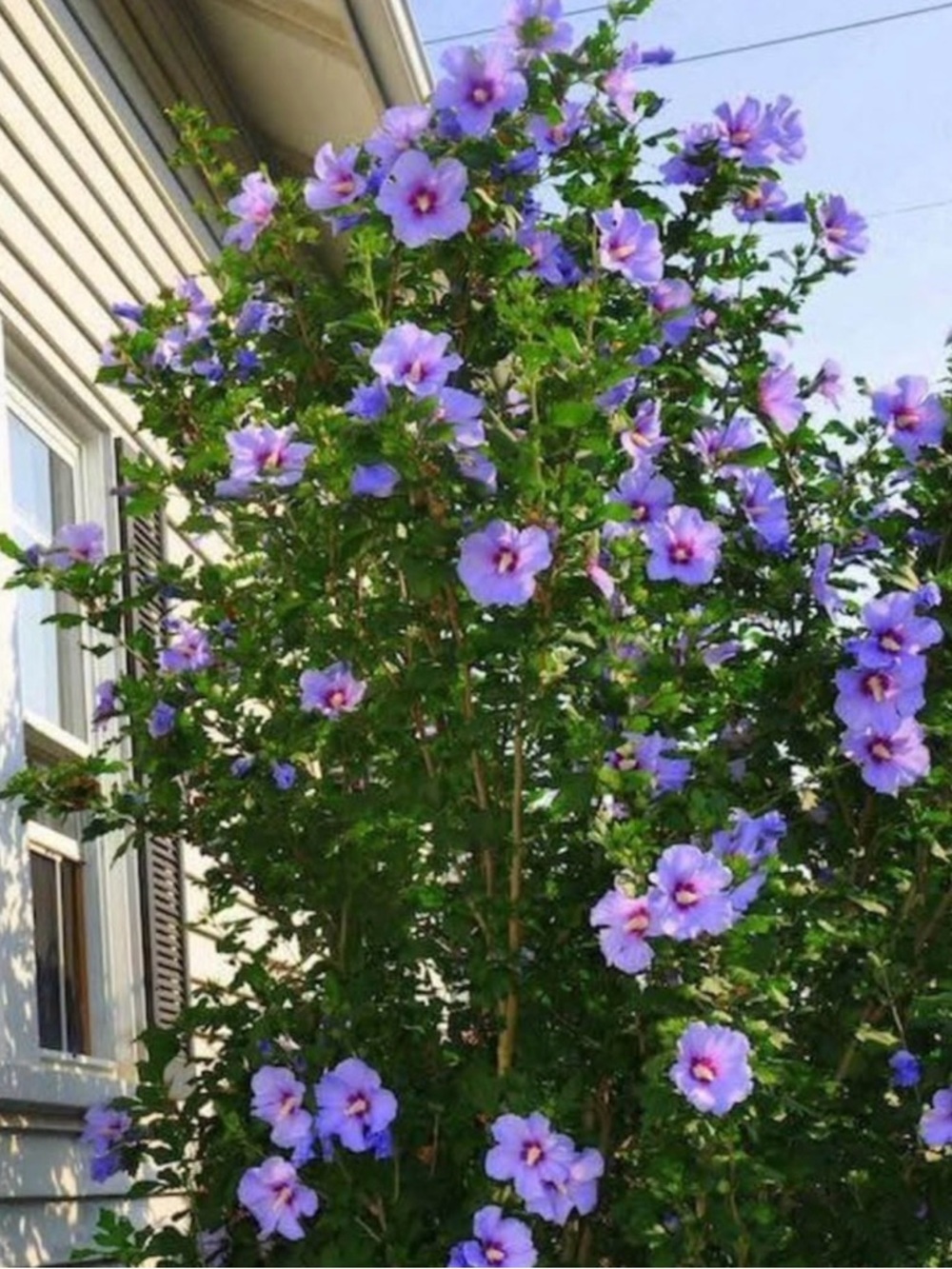 3 small Plants of Rose of Sharon. Random colors